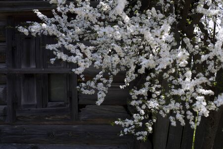 apple tree at the window of an old house in a small villageの写真素材