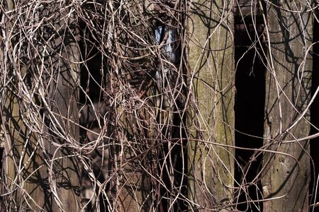 ivy on a wooden old fence in a small villageの写真素材