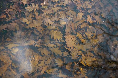 yellow and brown leaves in the deep cold waterの写真素材