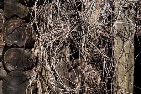 ivy on a wooden old fenceの写真素材