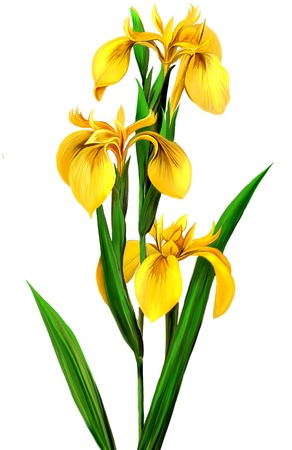 Yellow Iris, の写真素材