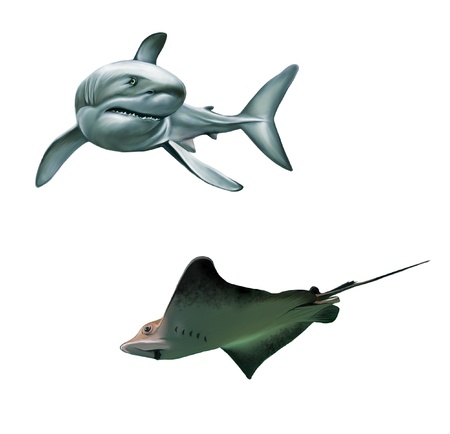 Shark and fish stingrayの写真素材