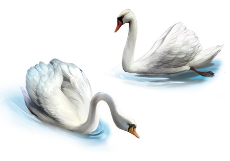 Couple of white swans, の写真素材