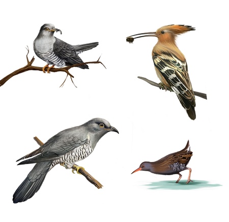 cuckoo on a tree, Hoopoe  Upupa epops  and water bird Isolated illustration on white background の写真素材