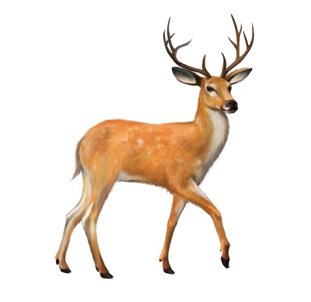 Beautiful deer with big horns Isolated illustration on white background の写真素材