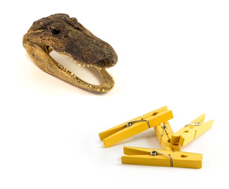 A close up image of a preserved baby alligator head - a common trinket, Yellow Clothes pin on the white backgroundの写真素材