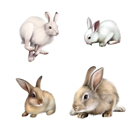 White Rabbit sitting, White hare running away  Gray rabbit  Isolated on white background の写真素材