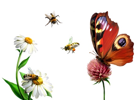 Butterfly, daisy, and Beesの写真素材