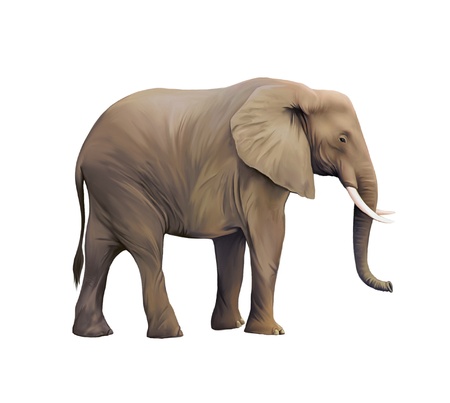 Large male African Elephantの写真素材