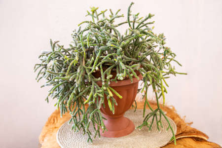 Indoor potted plant Rhipsalis horrida. Epiphytic plants in the cactus family, typically known as mistletoe cactiの写真素材