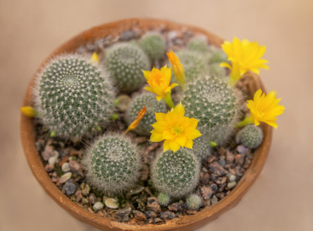 Cactus Rebutia senilis with yellow flowers in a flower potの写真素材