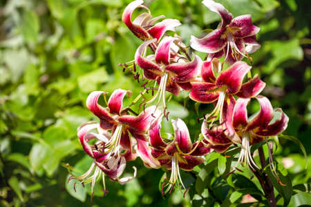 Lily of the Scheherazade variety with red-white flowers from the Oriental-Tubular (OT) hybrids group. decorative plant in the gardenの写真素材