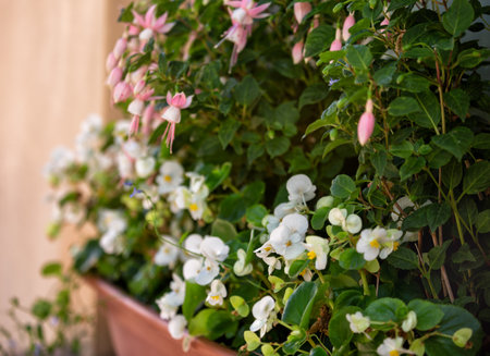 Flower box with small-flowered white begonia and pink fuchsia. Garden on the windowsillの写真素材