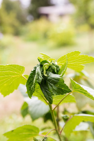 Damaged aphid leaves of black currant. Twisted blackcurrant leaves due to pests. Current aphidの写真素材