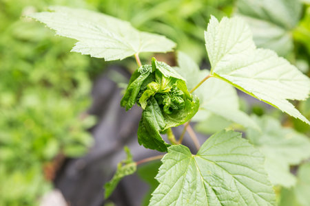Twisted black currant leaves close-up. Aphids damage young branches of currant bushの写真素材