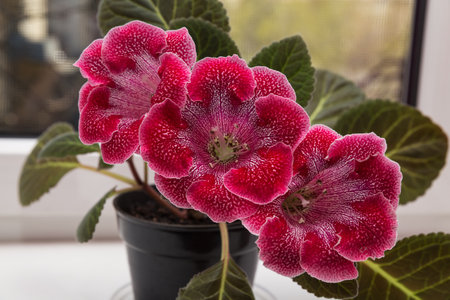 Crimson spotted gloxinia (sinningia) on the windowsillの写真素材