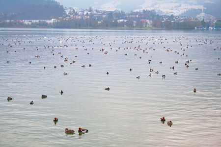 Flock of red-crested pochard (Netta rufina) winters on Lake Lucerne in the Swiss Alpsの写真素材