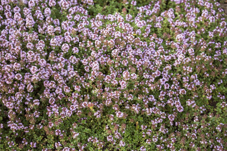 Blooming Thymus citriodorus (lemon thyme or citrus thyme) in garden. natural floral background