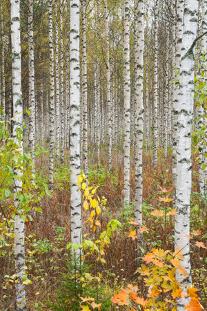 autumn forest. Birch Grove in early Octoberの写真素材