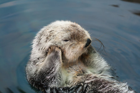 Sea otter swims on the backの写真素材