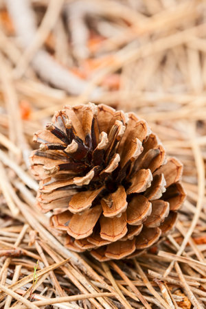 Big pine cone fallen from the tree lies on the pine needlesの写真素材