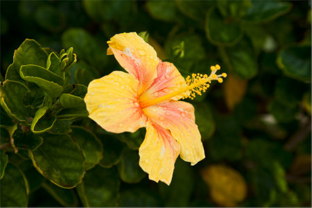 The yellow flower hibiscus in the drops of rainの写真素材