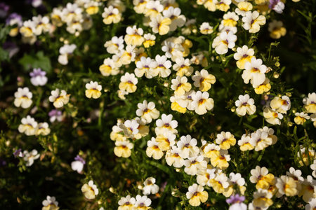 Ornamental plant Nemesia with yellow flowers on a flower bed in the gardenの写真素材