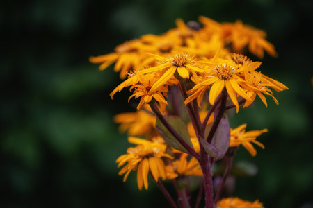 Yellow flowers of Ligularia dentata close-upの写真素材