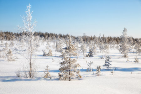Winter northern landscape. Small pines and birches are covered with frost, sparkling in the sunの写真素材