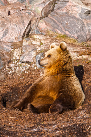The brown bear basks in the spring sunの写真素材
