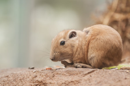 Cute little rodent gundi close upの写真素材