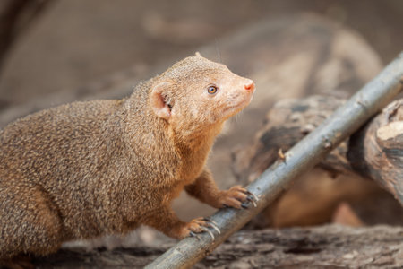 Curious dwarf mongoose (Helogale parvula) in a zoo cageの写真素材