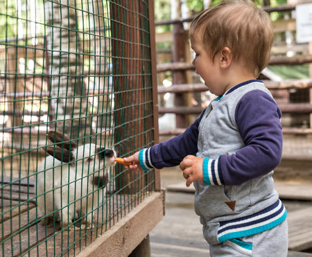 Little boy feeding white rabbit in a cage on the farmの写真素材