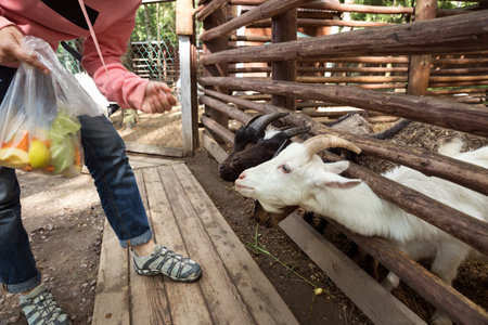 Goats and sheep on farm begging for treat sticking their heads out from behind the fenceの写真素材