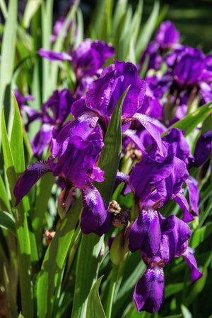 Purple Irises on a flower bed in the garden