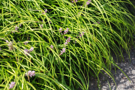 Liriope spicata, or monkey grass. Garden ornamental plant is used in landscaping as a border and ground coverの写真素材