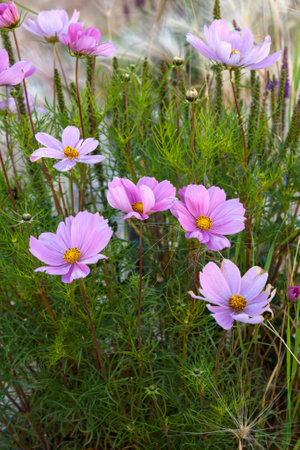 Flowers pink cosmos closeupの写真素材