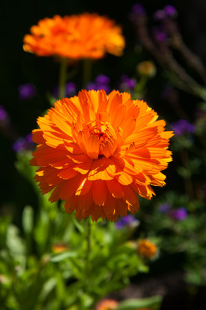 Bright calendula flower on flowerbed in gardenの写真素材
