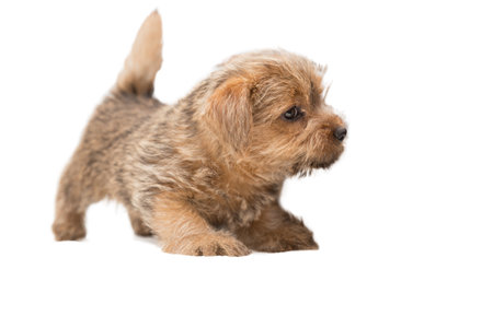 Little cute Norfolk Terrier puppy is standing and looking warily, isolated on white backgroundの写真素材