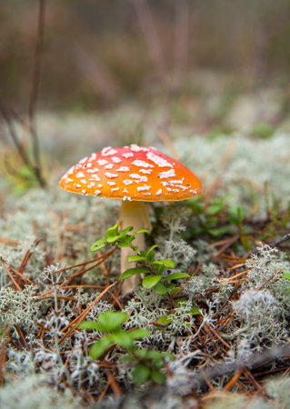 Red fly agaric in the forest among pine needles and white mossの写真素材