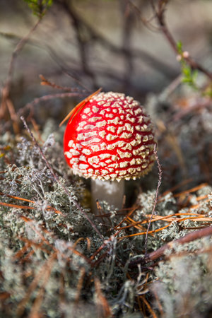 Red fly agaric in the forest among pine needles and white mossの写真素材