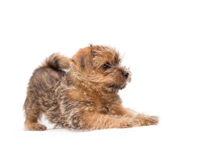 Playful puppy Norfolk Terrier isolated on a white backgroundの写真素材