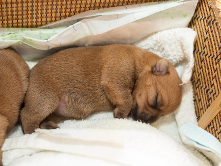 Newborn puppy is sleeping in a wicker basketの写真素材