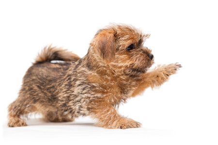 Little cute puppy Norfolk Terrier with raised paw, profile view, isolated on white backgroundの写真素材