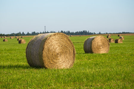 Rural landscape. Haystacks in rolls on a green fieldの写真素材