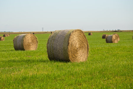 Summer rural landscape with rolls of hay in the fieldの写真素材