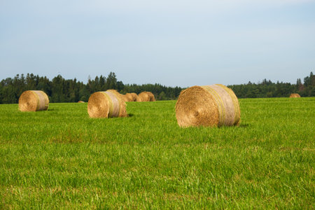 Rural landscape with haystacks in rolls on a green fieldの写真素材