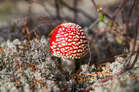 Red fly agaric in the forest among pine needles and white mossの写真素材
