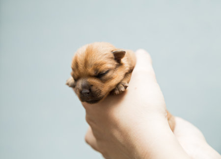 Newborn puppy Norfolk terrier in the caring female handsの写真素材