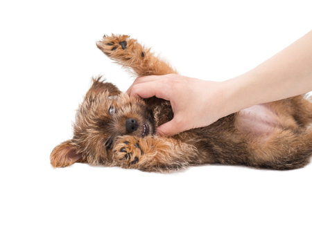 Female hand stroking puppy Norfolk Terrier lying on his backの写真素材